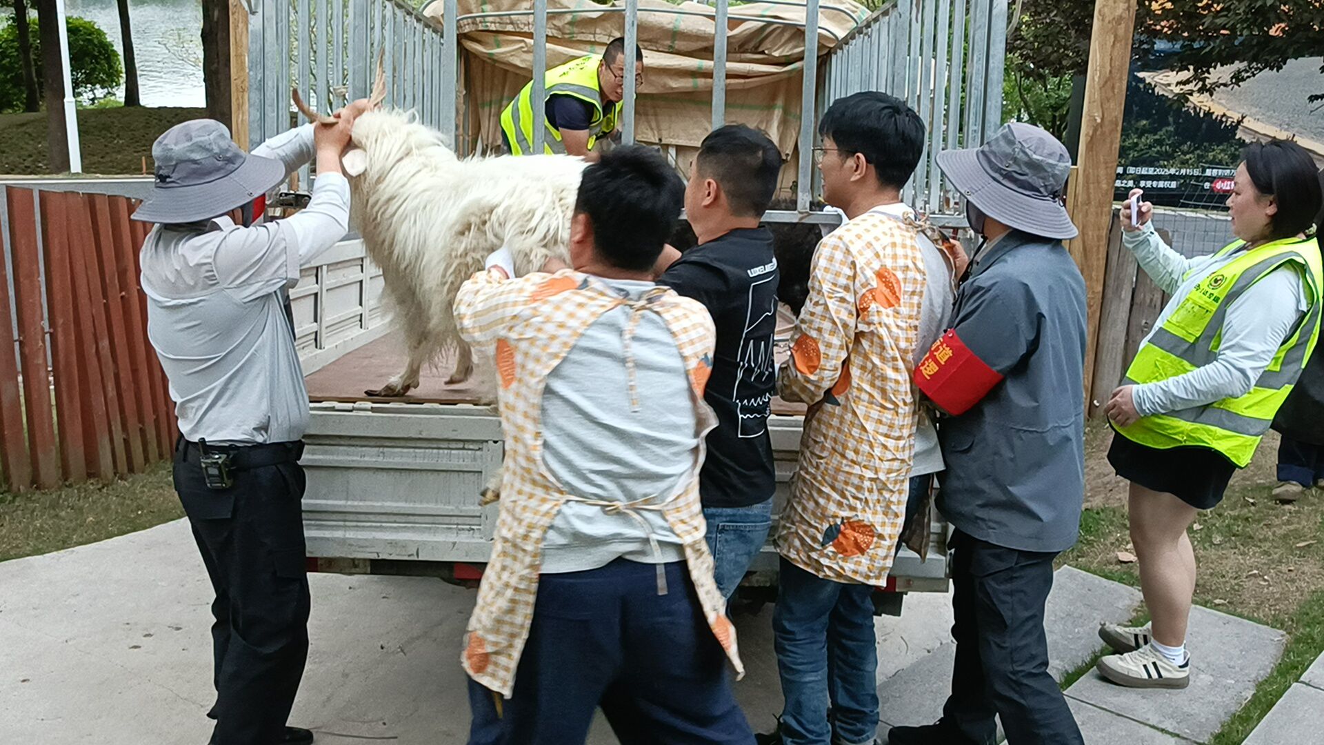 【成都麓客島——動物專車運輸】